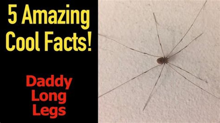 Are Daddy-Long-Legs friendly?