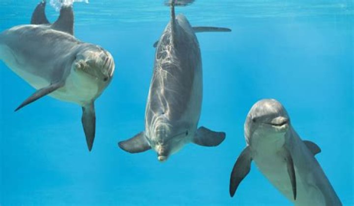 Are dogs or dolphins smarter?