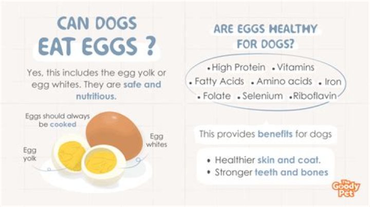 Are eggs good for dog?