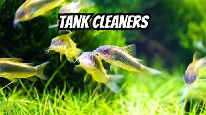 Are fish sad in tanks?
