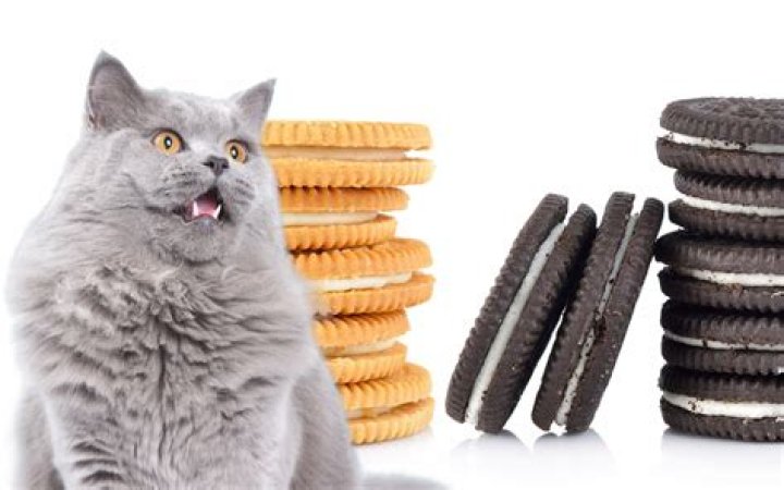 Are Oreos bad for cats?