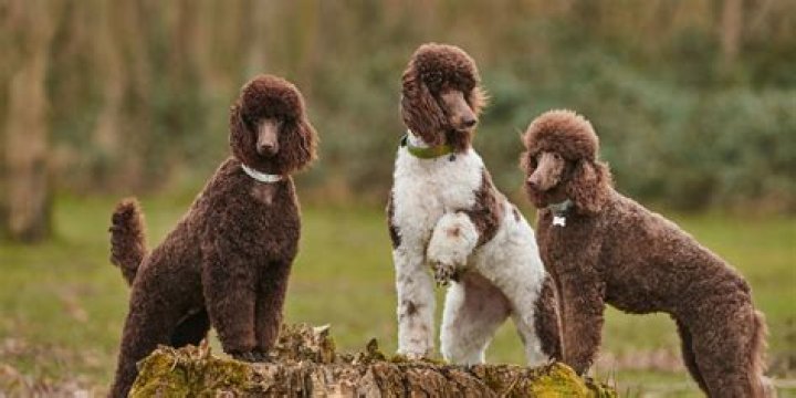 Are poodles waterproof?