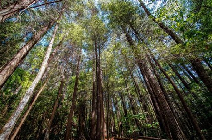 Are there any virgin forests left?