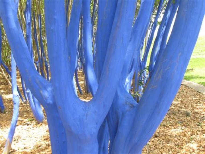 Are there blue trees?