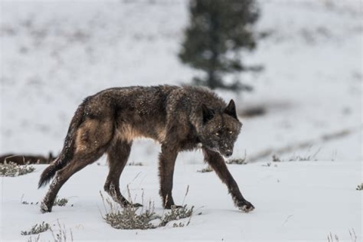 Are there wolves in Cades Cove?