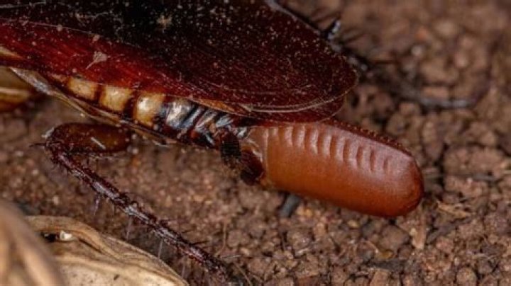Can a dead cockroach give birth?