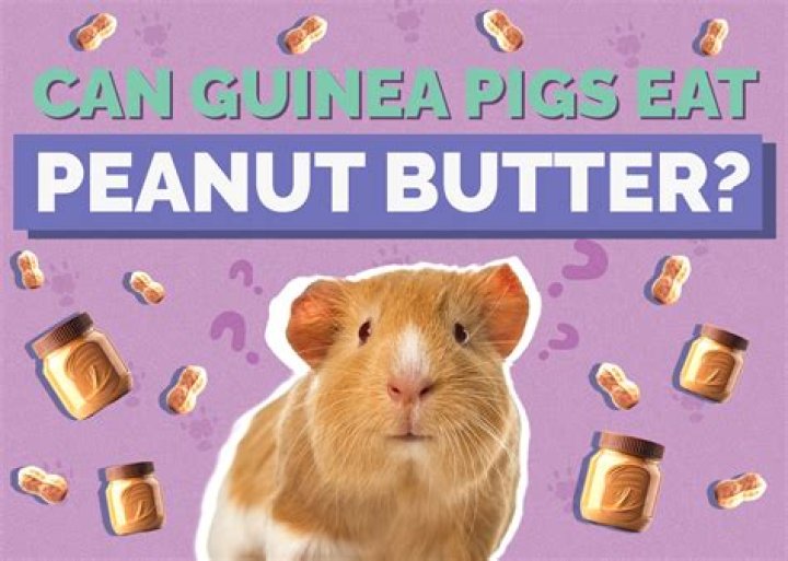 Can a guinea pig eat peanut butter?
