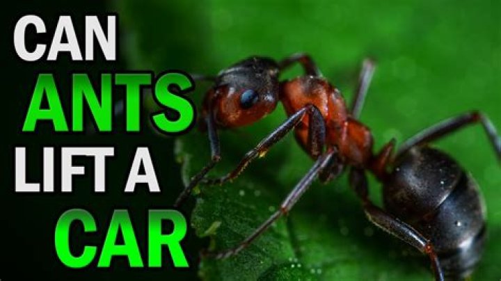 Can ants lift a car?