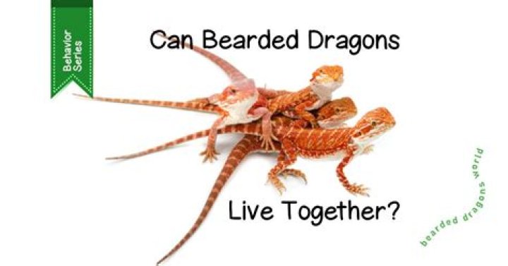 Can bearded dragons get attached to you?