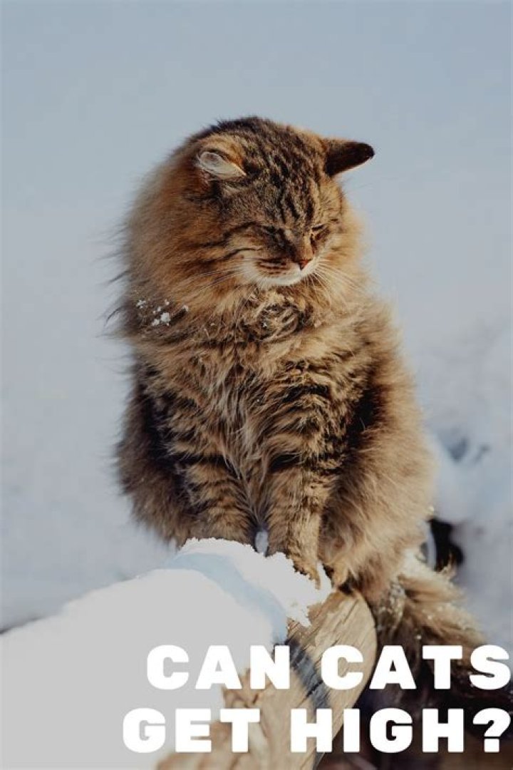 Can cats get high from blowing smoke?
