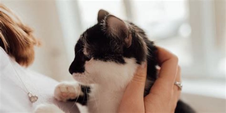Can cats sense death of a person?