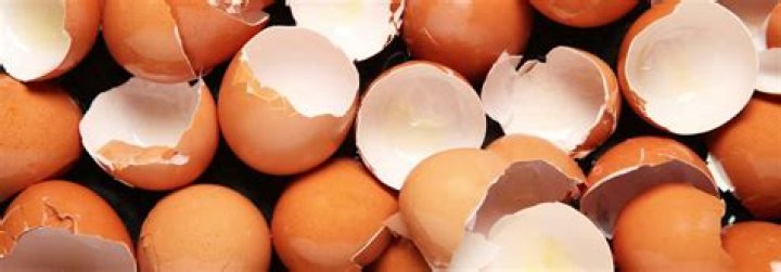 Can eggshells be used in the garden?