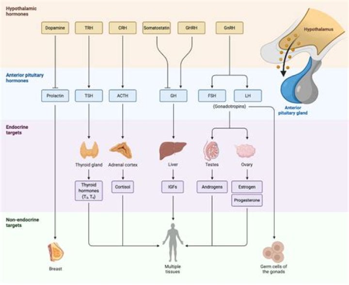 Can hormones affect breathing?
