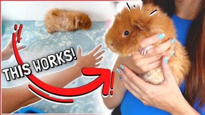 Can I eat my guinea pig?