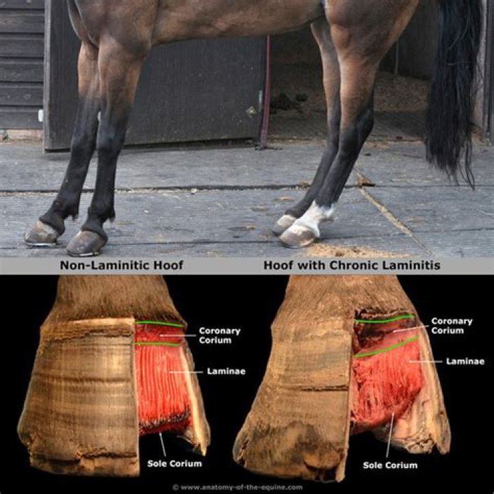 Can laminitis come on overnight?