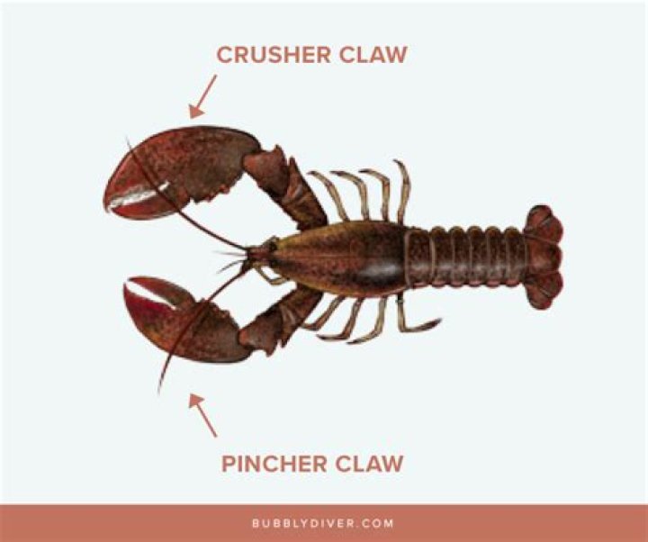 Can lobsters cut off your finger?