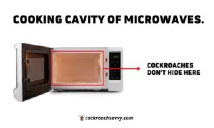 Can roaches live in microwaves?