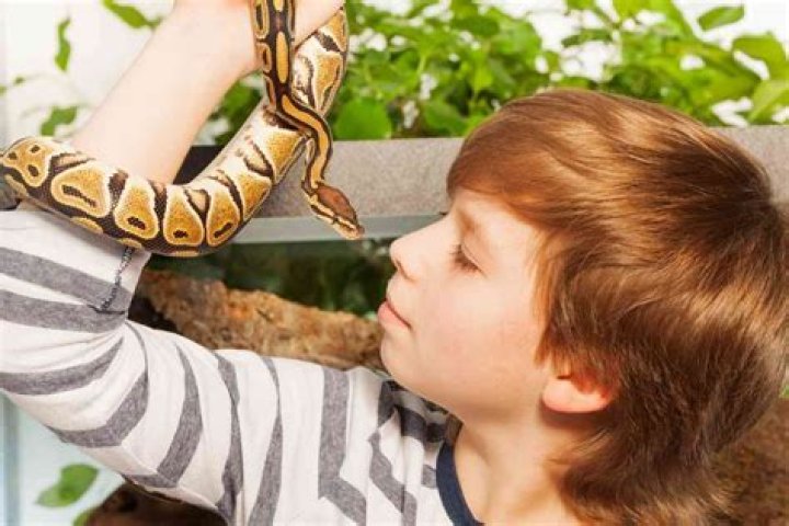 Can snakes bond with humans?