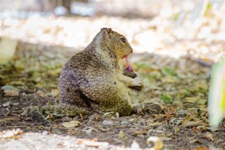 Can squirrels become aggressive?