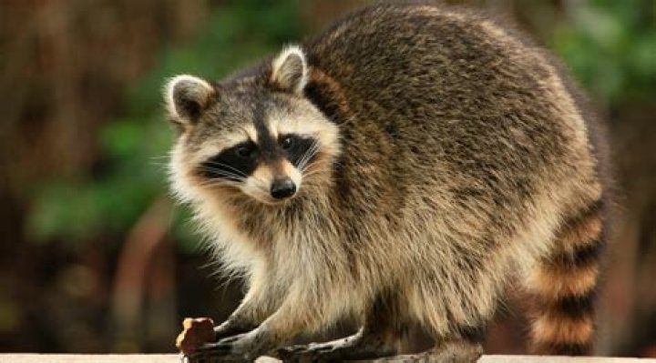 Can vinegar repel raccoons?