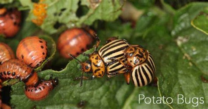 Can you eat potato bug?
