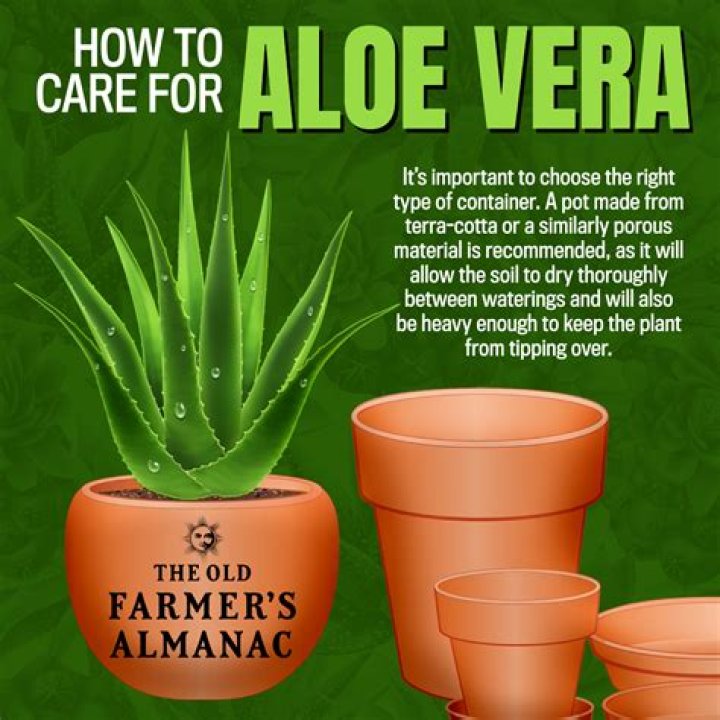 Can you put aloe vera straight from the plant on your face?