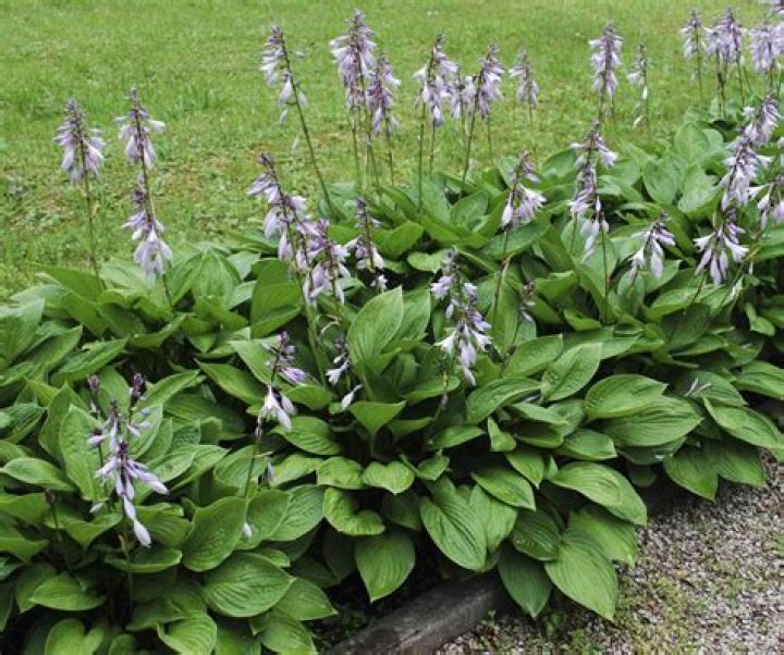Can you root hosta in water?