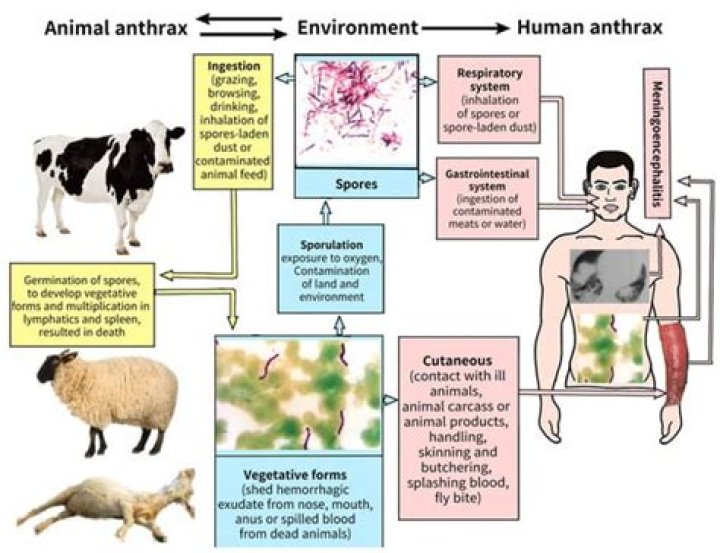 Did Peter know the cow has anthrax?