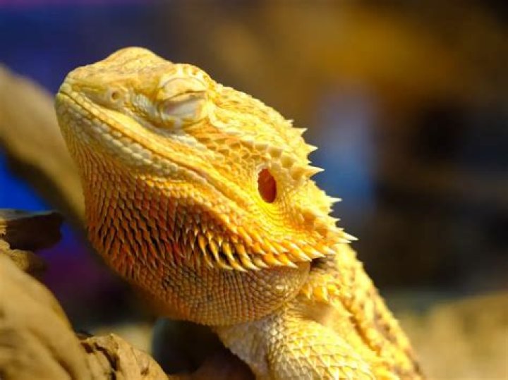 Do bearded dragons need a soft place to sleep?
