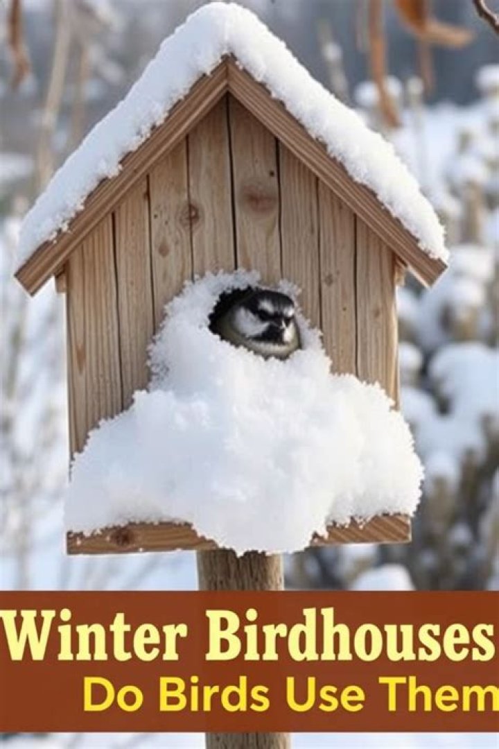 Do birds use birdhouses in the winter?