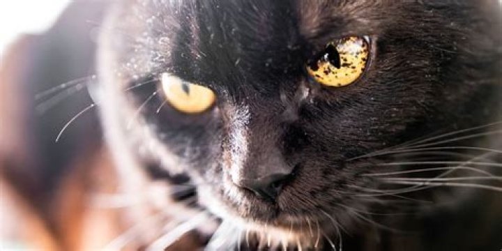 Do cats like being in the dark?