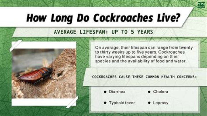 Do cockroaches live in potted plants?