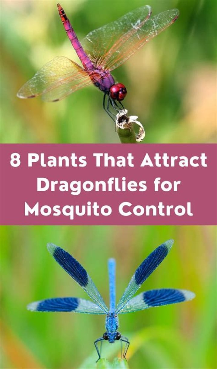 Do dragonflies control mosquitoes?