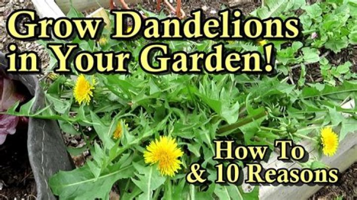 Do ducks eat dandelion?