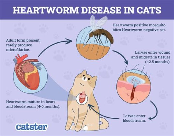 Do fleas cause heartworms?
