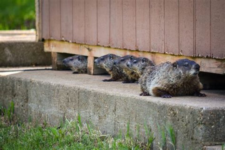 Do groundhogs burrow under houses?