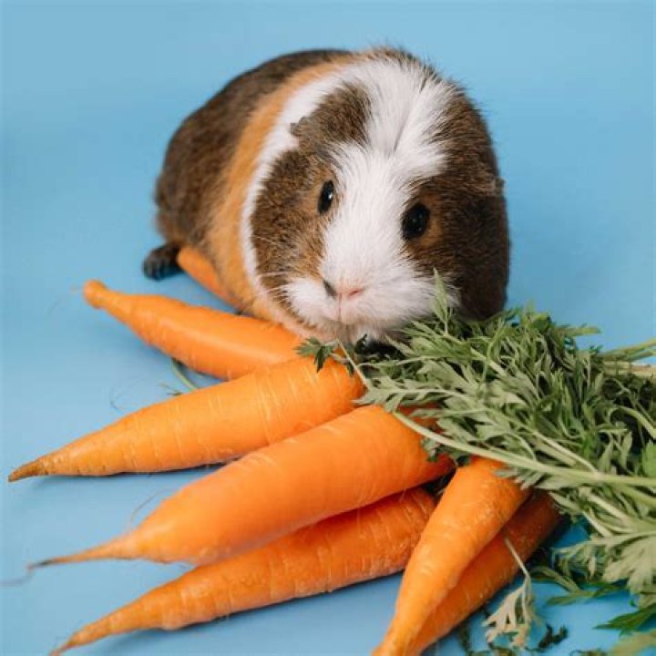 Do guinea pigs feel the cold?