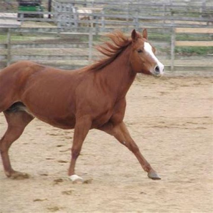 Do horses enjoy lunging?