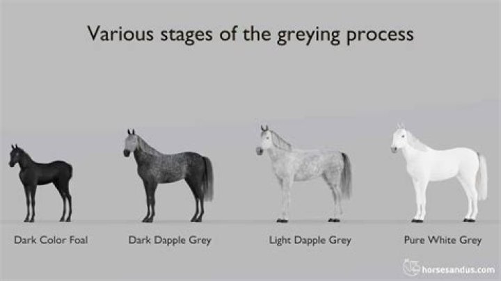 Do horses grey as they age?