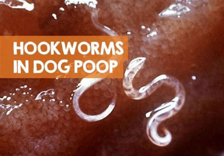 Do hot dogs have worms?
