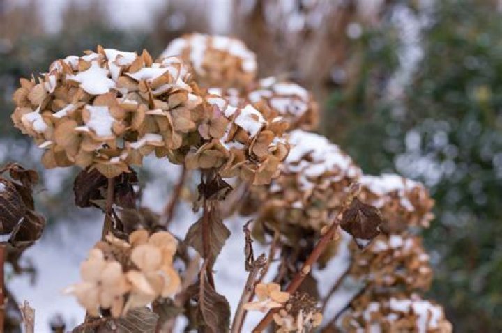 Do hydrangeas lose their leaves in winter?