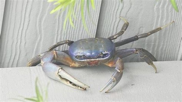 Do I have crabs or am I just itchy?