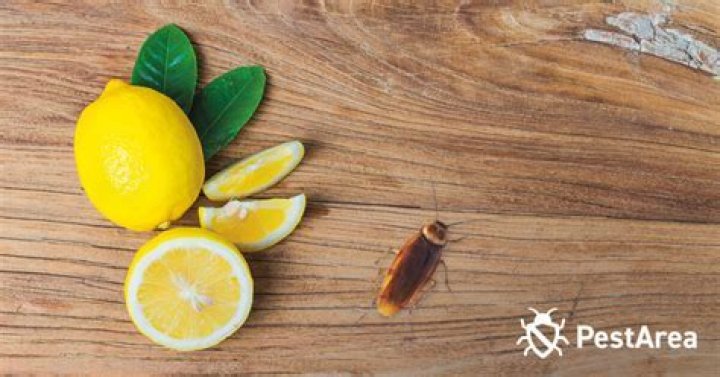 Do lemons keep roaches away?