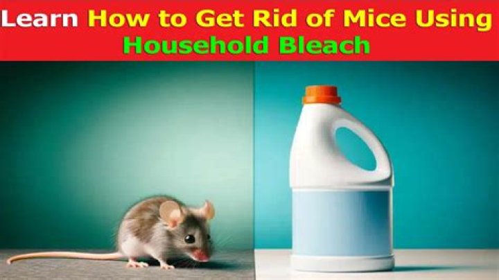 Do mice hate bleach?