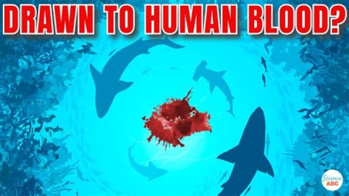 Do sharks dislike human blood?