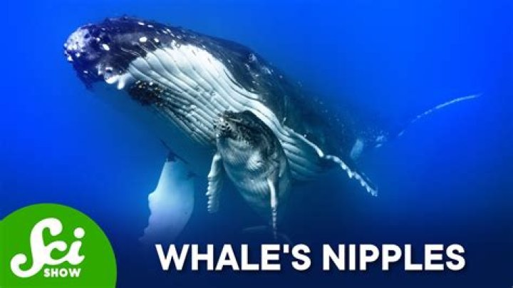 Do whales have nipples?