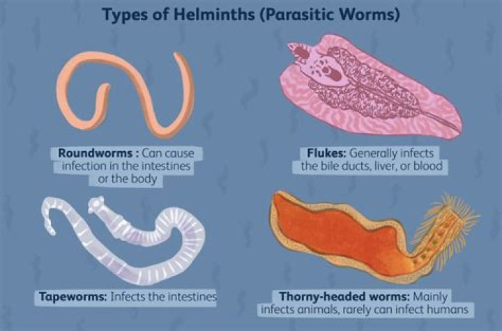 Do worms have feelings?