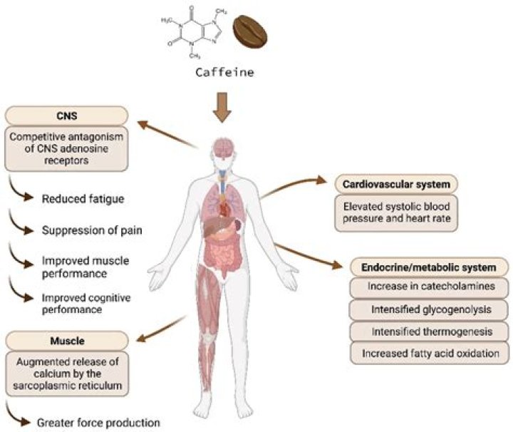Does caffeine enhance tramadol?