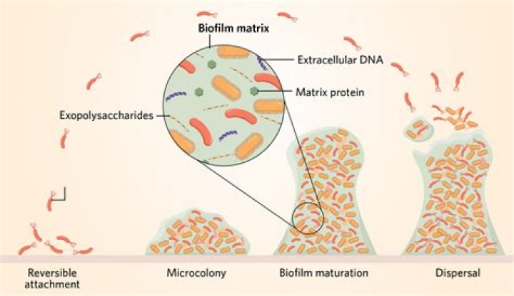 Does Candida have biofilm?