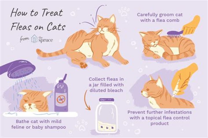 How can I help my dying cat?